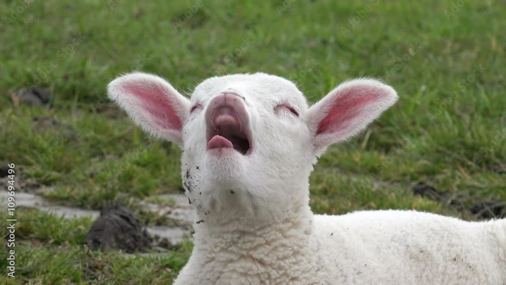 Weißes Lamm liegt auf der Wiese und gähnt