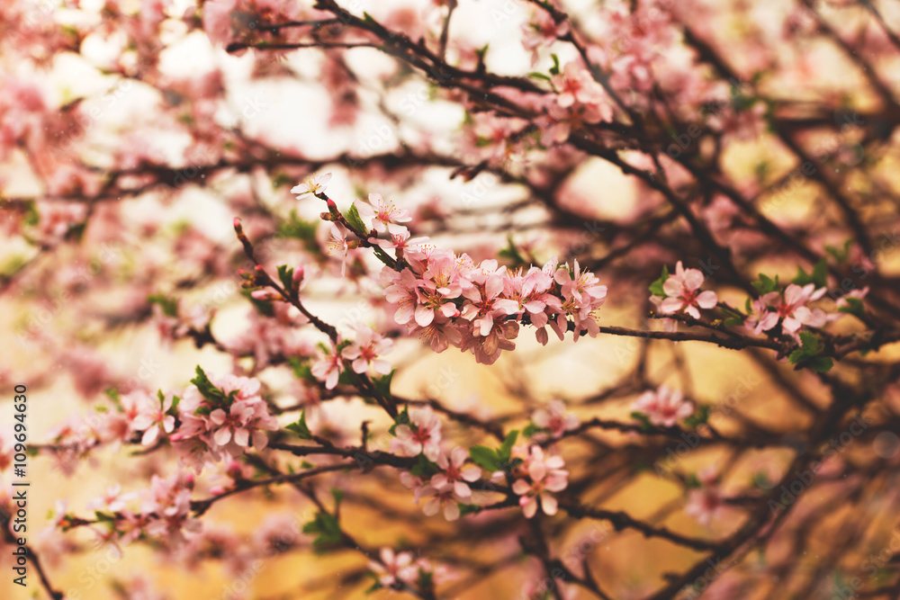 beautiful blooming cherry tree branches with pink flowers beautiful blooming cherry tree branches with pink flowers