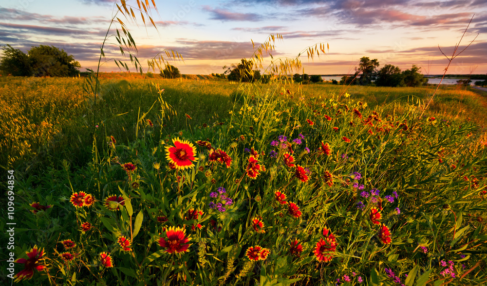 Texas Wildflower Sunset