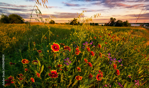 Texas Wildflower Sunset