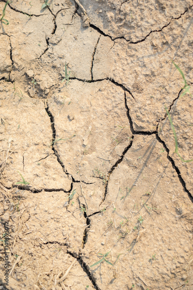 Fototapeta premium Cracked Brown Soil