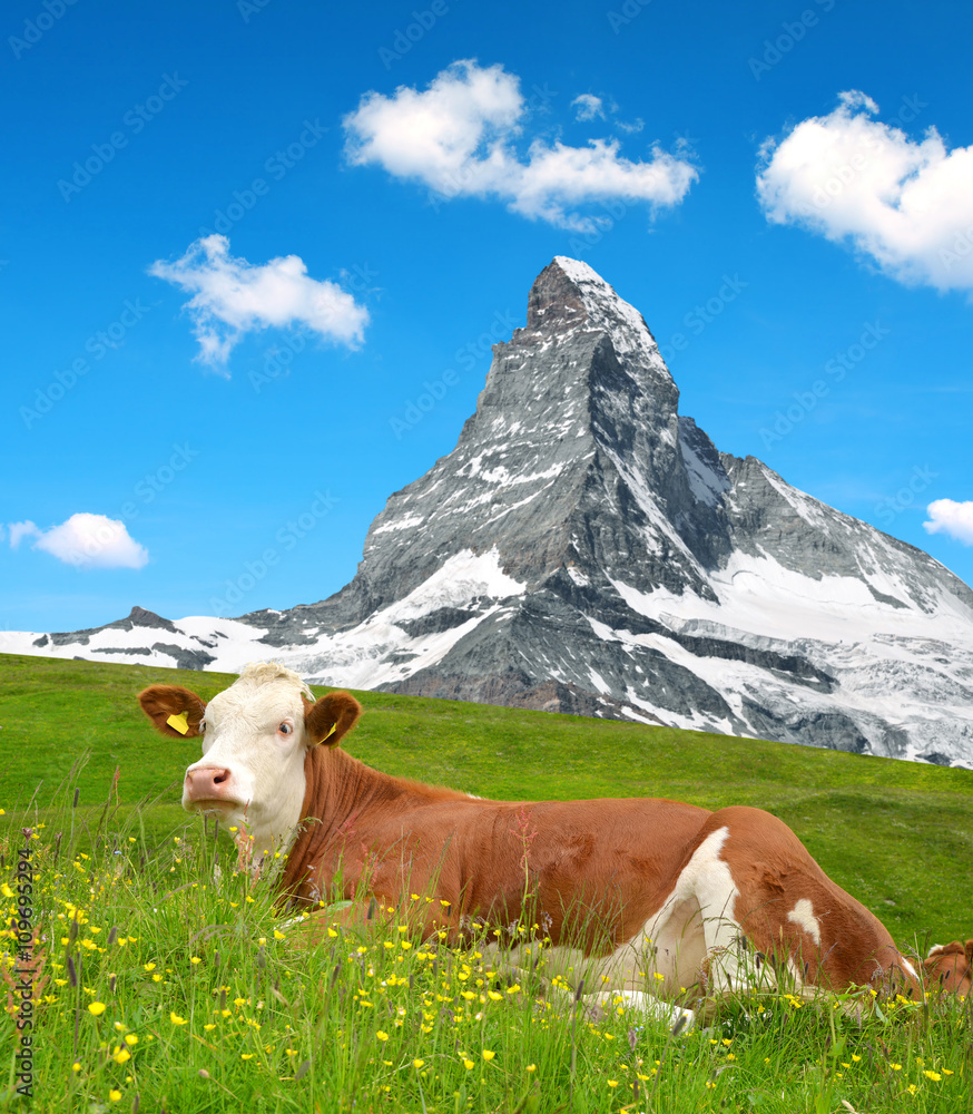 Cow in the meadow.In the background of the Matterhorn - Pennine Alps, Switzerland