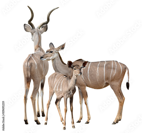 greater kudu isolated on a white background © vencav