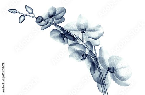 x-ray image of a flower isolated on white , the orchide