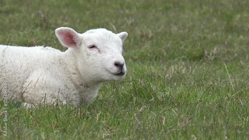 Weißes Lamm liegt auf der Wiese Weißes Lamm liegt auf der Wiese