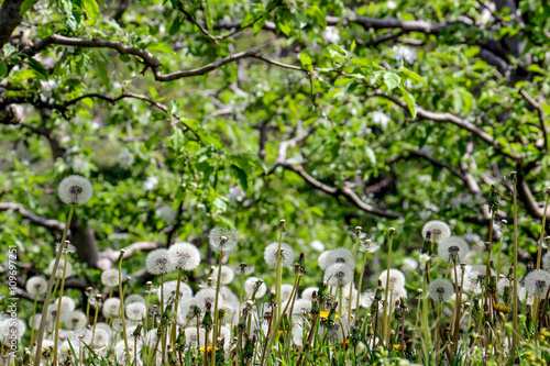 yellow dandelion flowers in spring