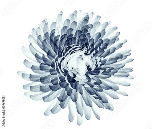 x-ray image of a flower isolated on white , the Pompon Chrysanth