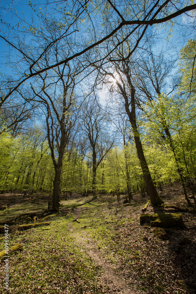 Sonne Frühling im natürlichen Buchen Wald Entspannung