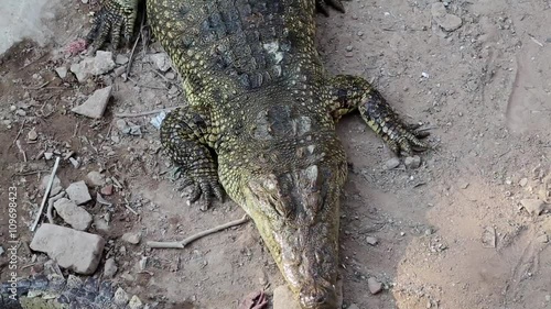 Big crocodile lying on the ground photo