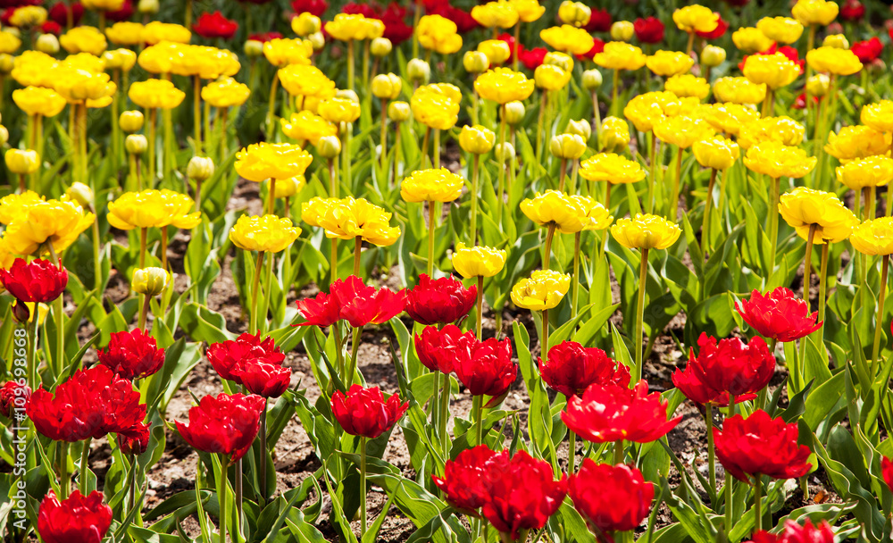 yellow and red tulips blooming on the flowerbed