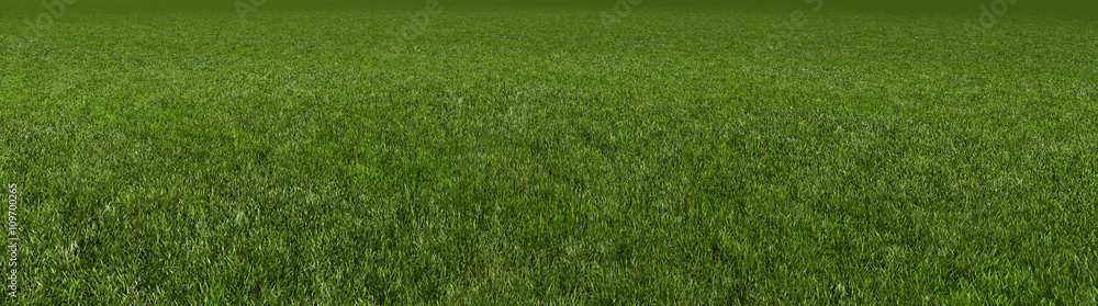 grass 3d rendering