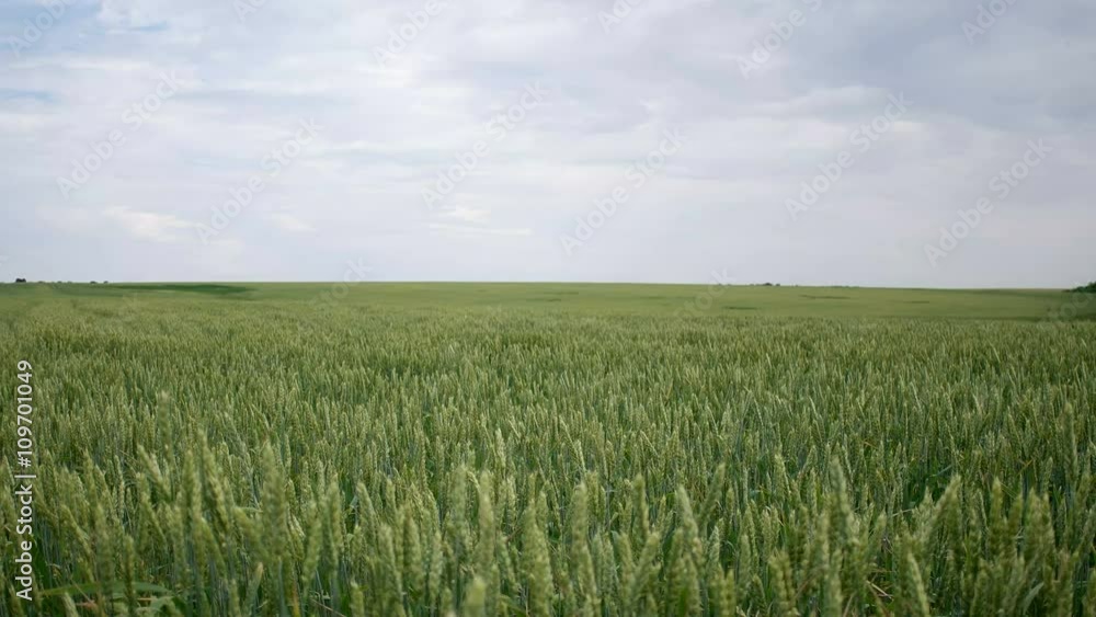 Green wheat field Green wheat field