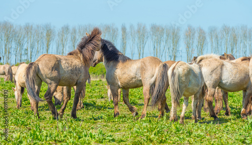Horses in nature in spring © Naj