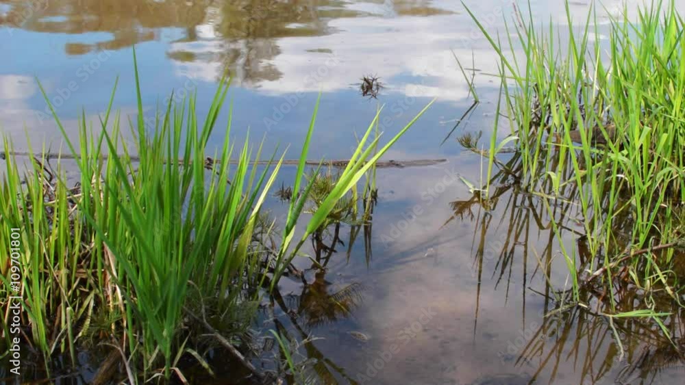 Grass on the Lake Grass on the Lake
