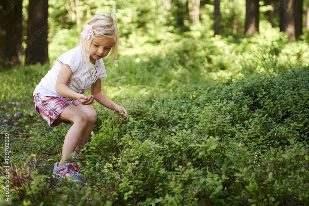 Child blond little girl picking fresh berries on blueberry field in forest. Child pick blue berry in the woods. Little girl playing outdoors. Summer family fun. Child blond little girl picking fresh berries on blueberry field in forest. Child pick blue berry in the woods. Little girl playing outdoors. Summer family fun.