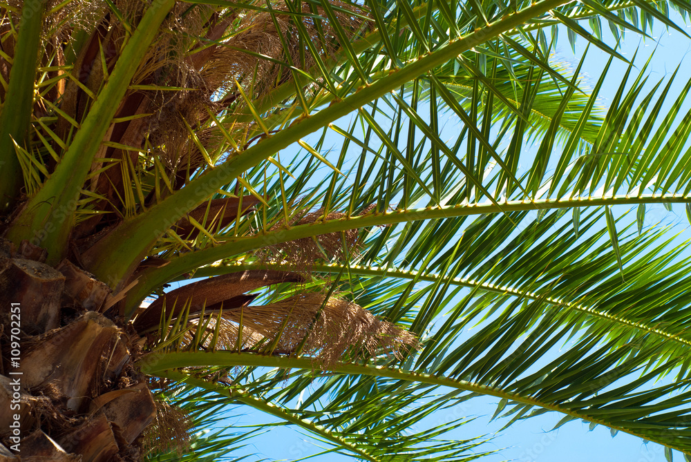 Naklejka premium Palm trees leaves against the sky