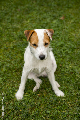 Jack Parson Russell Terrier puppy dog pet, tan rough coated, outdoors in park while laying on green grass lawn © Petr Bonek