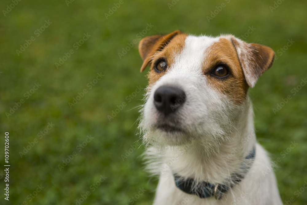 Jack Russell Parson Terrier playing on the grass lawn Jack Russell Parson Terrier playing on the grass lawn