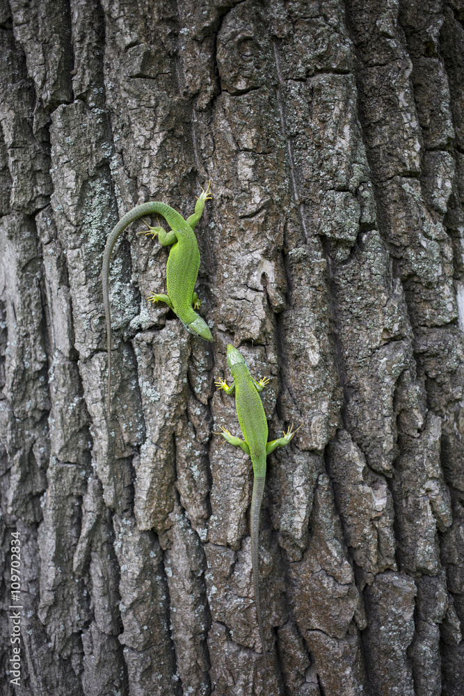 Green lizard - Green lizard with a long tail standing on a piece