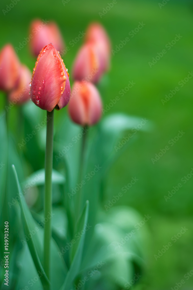 Fototapeta premium tulipan pomarańczowy