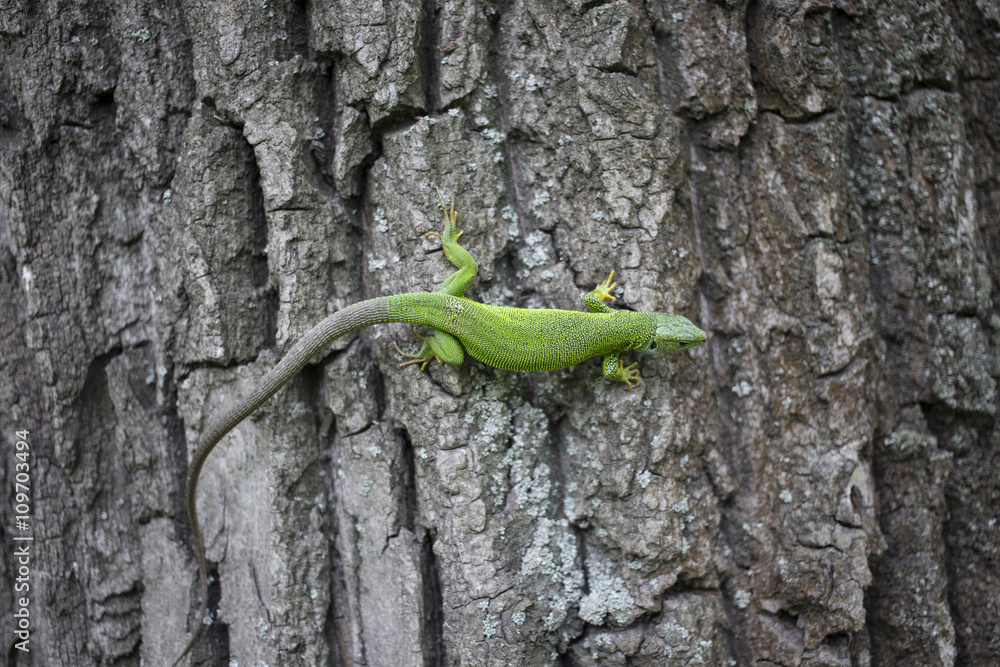 Green lizard - Green lizard with a long tail standing on a piece