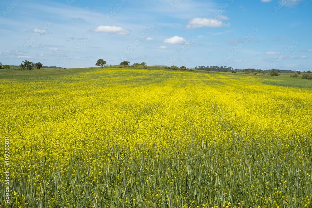 Yellow wild flowers under a blue sky with some clouds in the countryside Yellow wild flowers under a blue sky with some clouds in the countryside