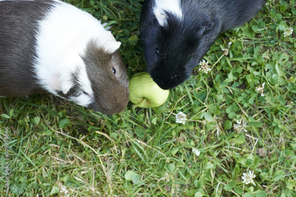 Guinea pig eating grass outside in the garden. Guinea pig (Cavia porcellus) is a popular household pet. View from above.
Guinea pig eating grass outside in the garden. Guinea pig (Cavia porcellus) is a popular household pet. View from above.