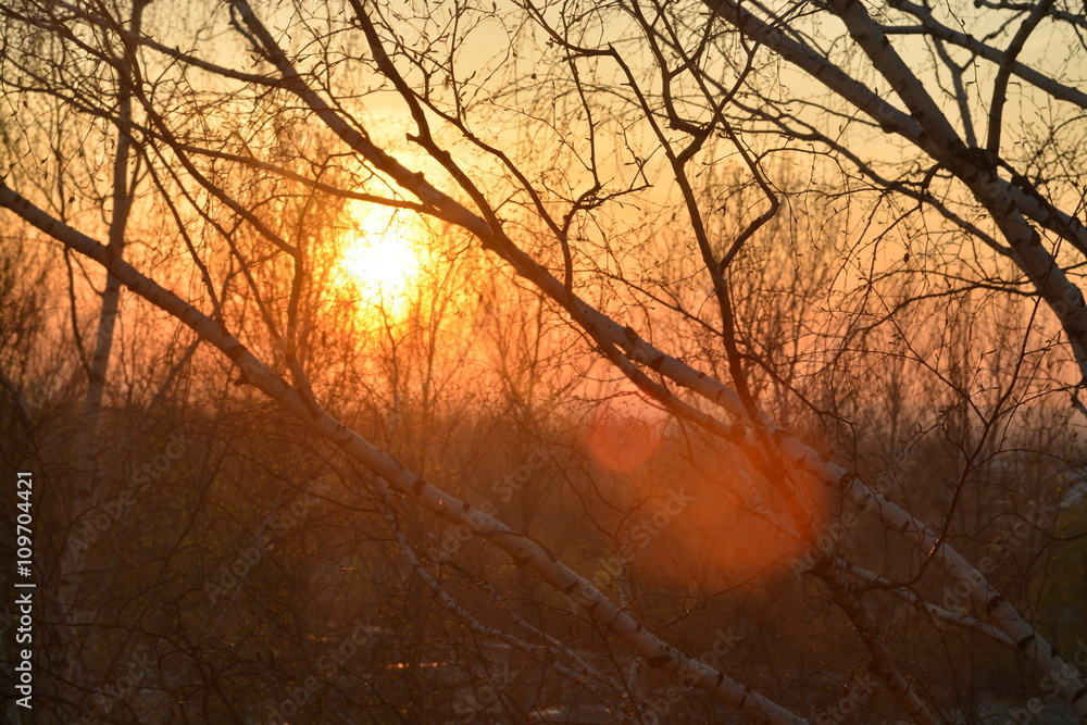 Sunset in trees for the background, without focus, blur Sunset in trees for the background, without focus, blur
