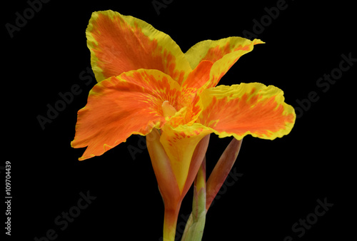 Abstract soft focus and selective focus of Indian shot, Canna, flower on black background.Flower Kings Thailand.