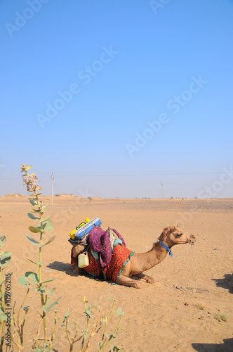 Camels in Thar desert, Jaisalmer city in Rajasthan state of India