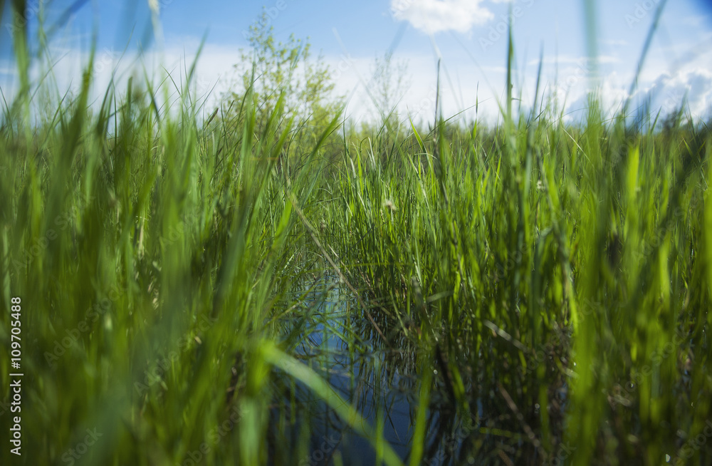 Stream in the grass Stream in the grass