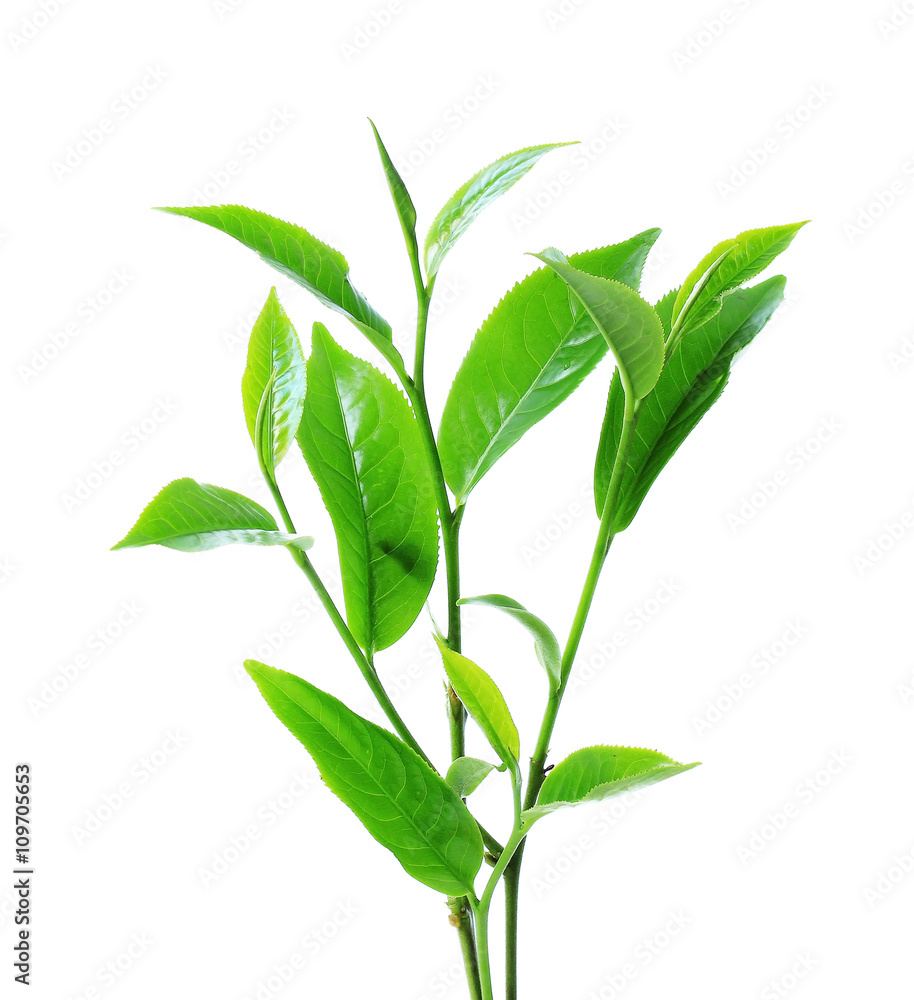 Green tea leaf isolated on white background Green tea leaf isolated on white background