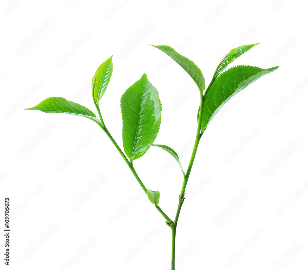 Fototapeta premium Green tea leaf isolated on white background