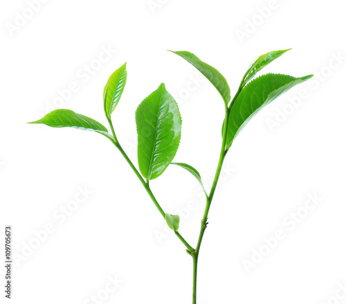 Green tea leaf isolated on white background © piyaraya