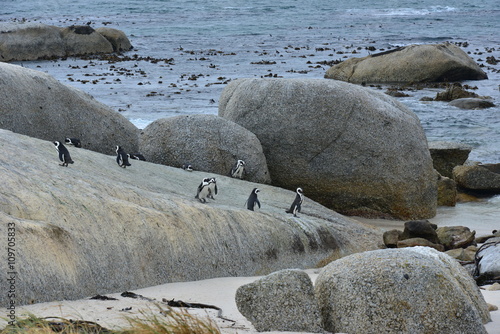 Boulders beach in the Cape Peninsula at the Western Cape of South Africa

