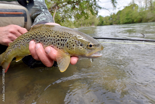 Fototapeta Naklejka Na Ścianę i Meble -  Fly-fisherman holding fario trout caught in river