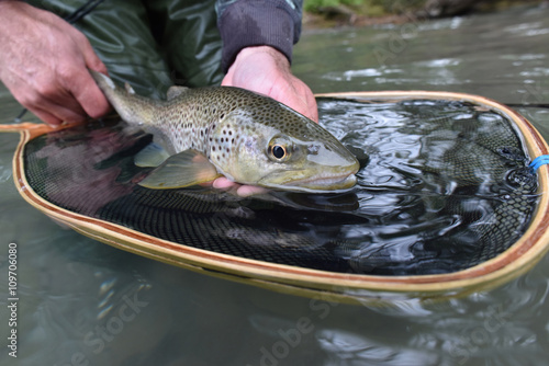 Fototapeta Naklejka Na Ścianę i Meble -  Closeup of fario trout caught by fisherman