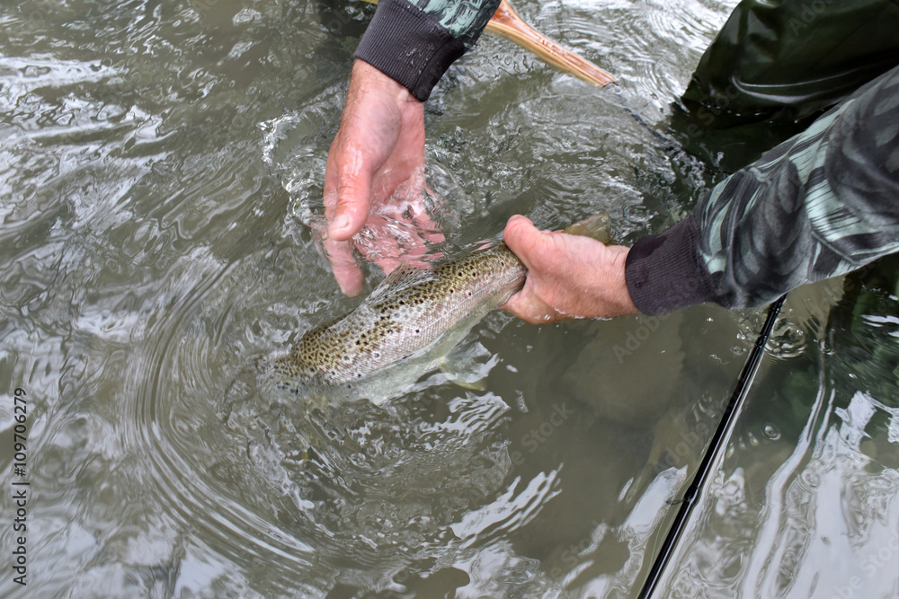 Naklejka premium Closeup of brown trout caught by fly-fisherman