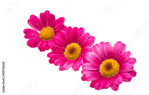 pink daisy