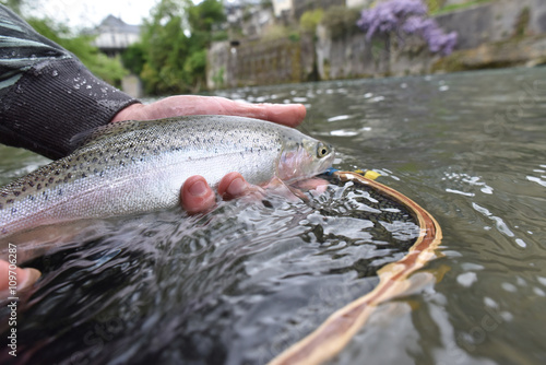 Closeup of rainbow trout caught in river