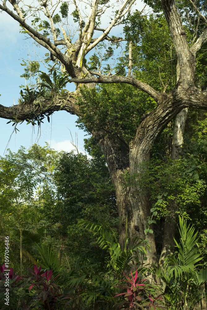 Fototapeta premium Tropical forest landscape green plants and tree