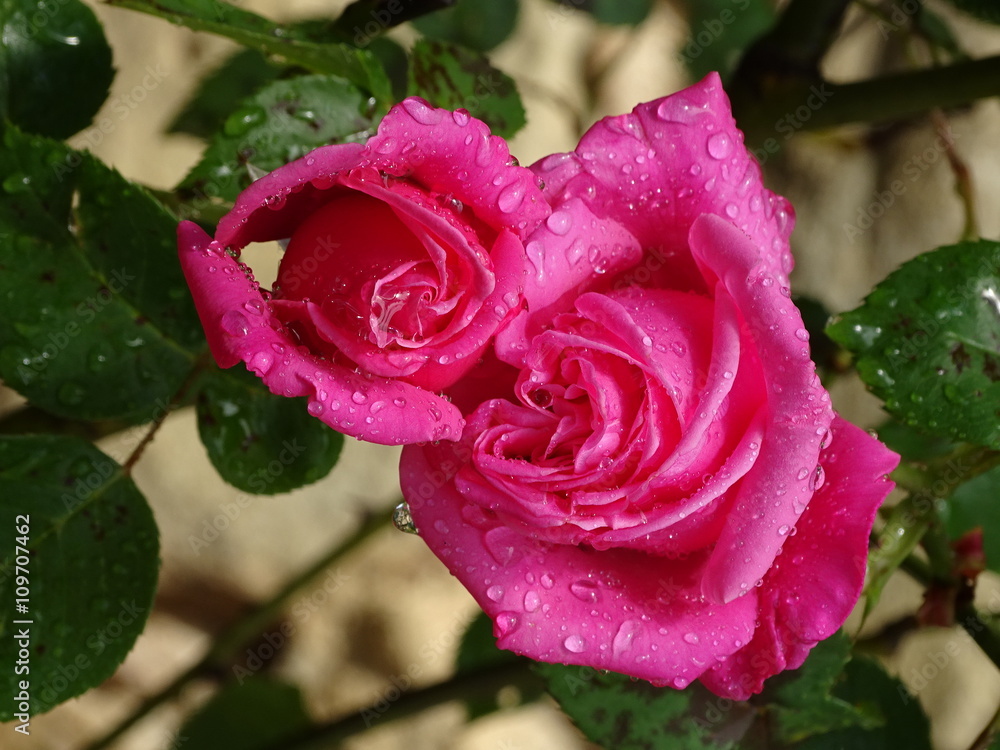 Rosas en el jardín del Castillo de Gala-Dalí Rosas en el jardín del Castillo de Gala-Dalí