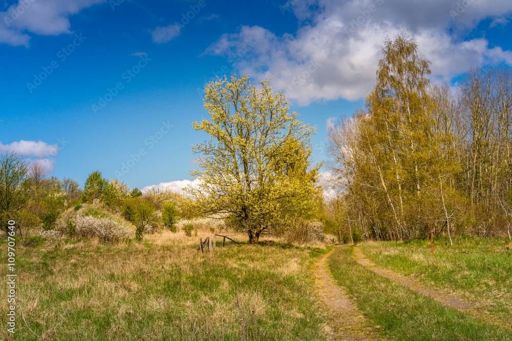 Weg im Frühling