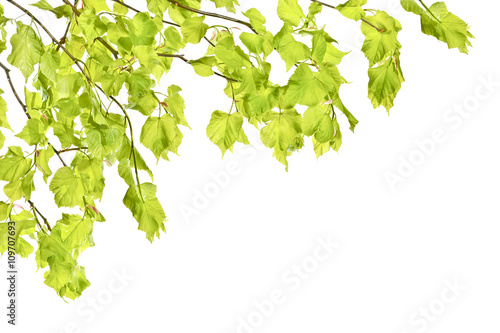 Młode wiosenne gałązki lipy z liśćmi na białym tle. 