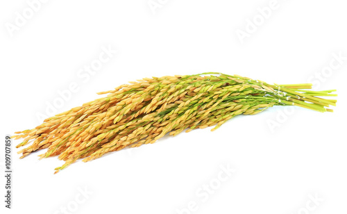 paddy rice seed isolate on a white background