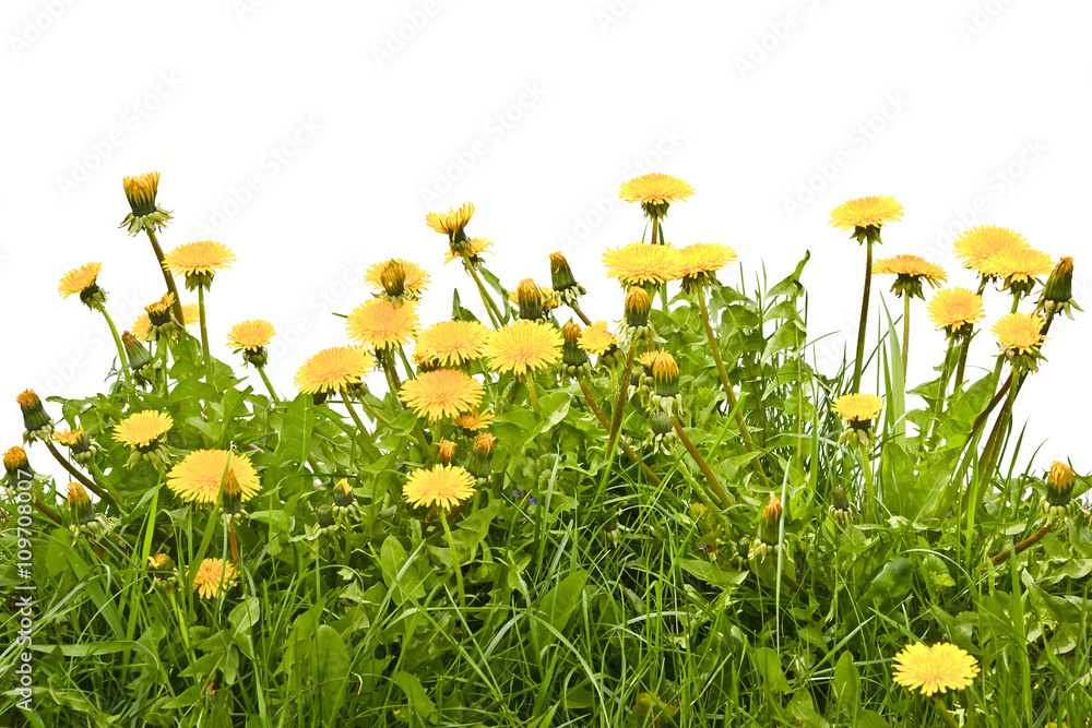 Obraz premium Mniszek lekarski kwitnący w trawie na białym tle.Mniszek lekarski z bliska kwitnący wczesną wiosną na łące. 