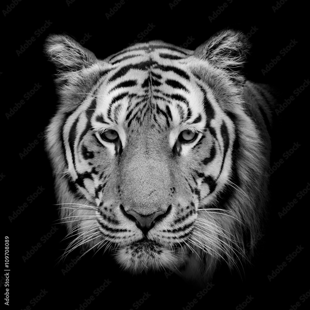 Obraz premium Czarno-biały Piękny tygrys - na białym tle na czarnym tle