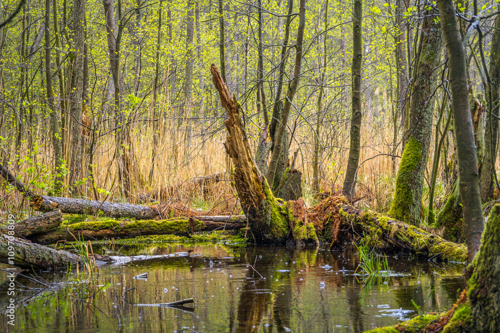 Fototapeta premium totes Holz im Sumpf