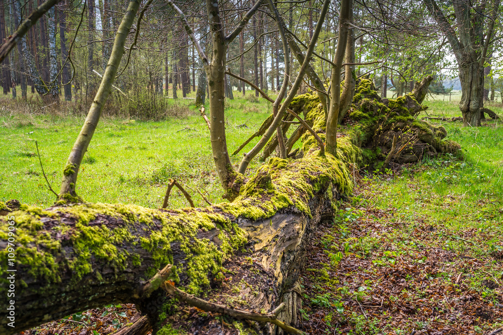 Naklejka premium Toter Baum