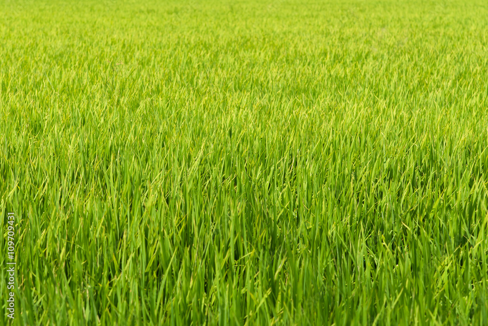 Green young rice field in countryside of Thailand. Green young rice field in countryside of Thailand.